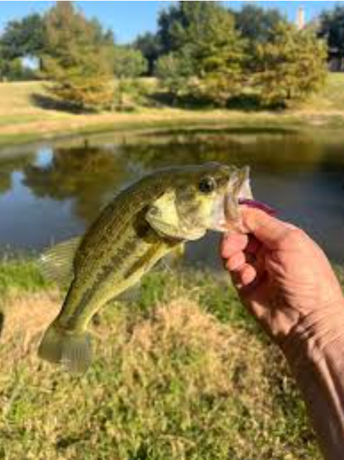 Fish Stocking 